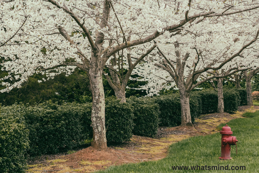 LINES WRITTEN IN EARLY SPRING