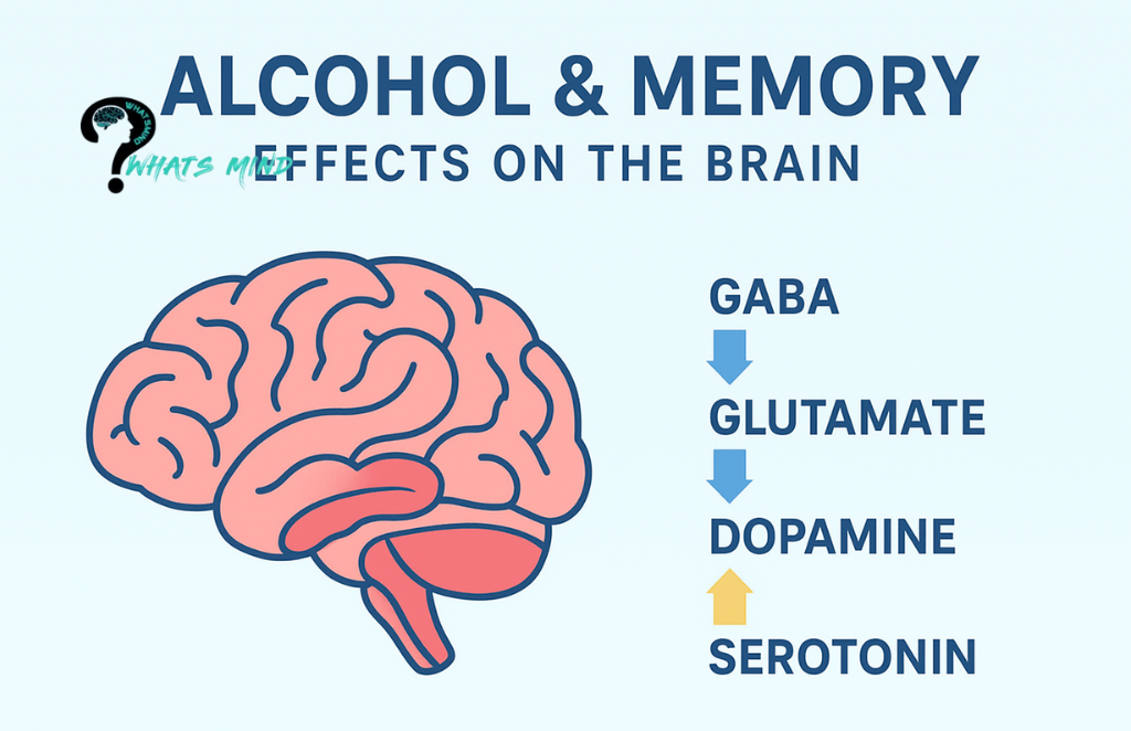 Which part(s) of the brain when impaired by alcohol play an important role in memory