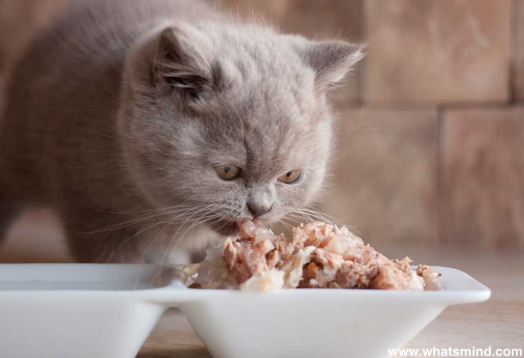 what do cats like to eat for breakfast?  