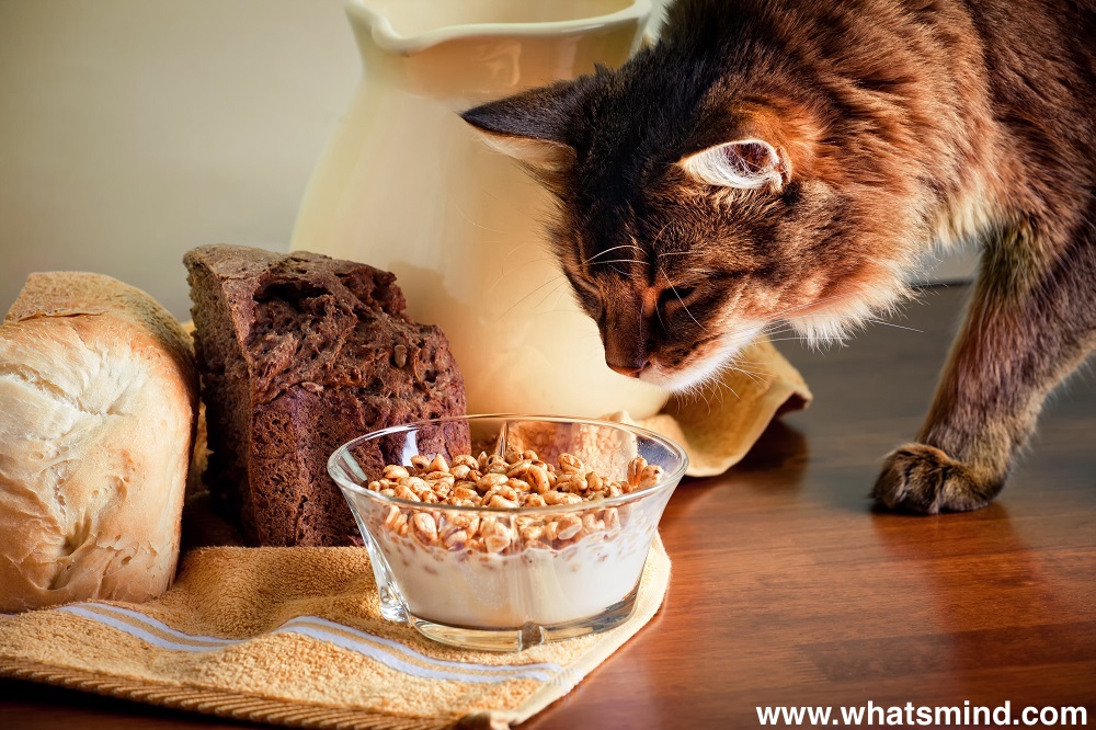 what do cats like to eat for breakfast?  