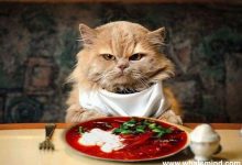 what do cats like to eat for breakfast?