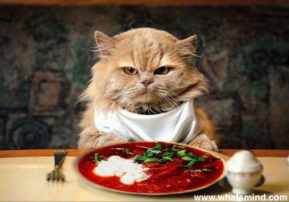 what do cats like to eat for breakfast?