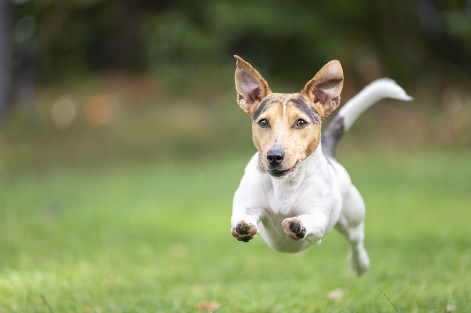 How do you know which dog breed is best for your needs?
