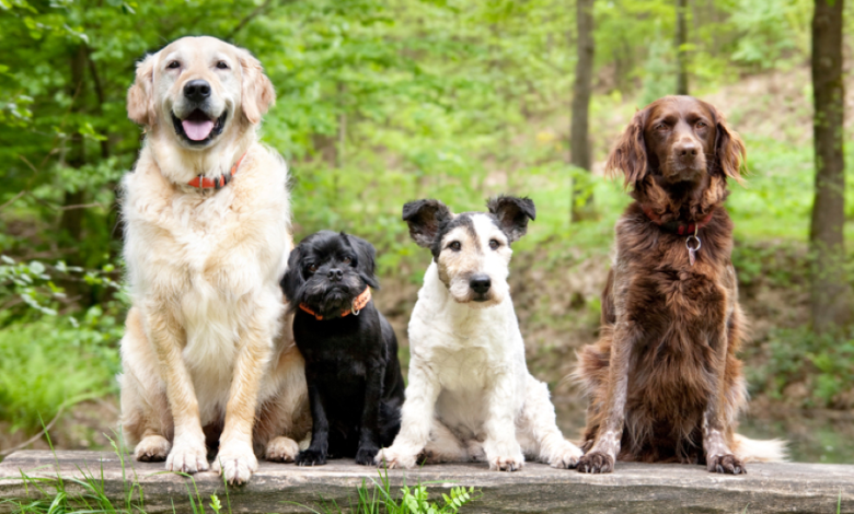 How do you know which dog breed is best for your needs?