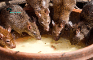 Rat Infestation: 5 Common Signs, Hideouts of Rats & Preventive Measures