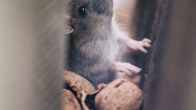 5 Signs That You Have a Rat Infestation