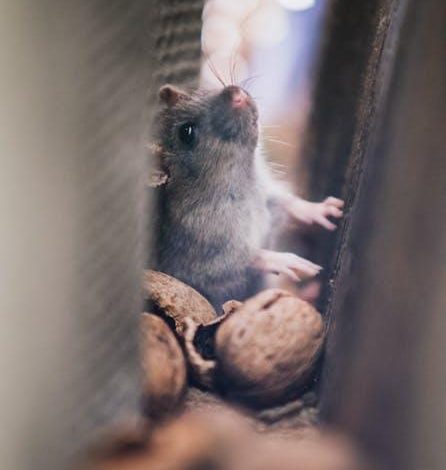 5 Signs That You Have a Rat Infestation