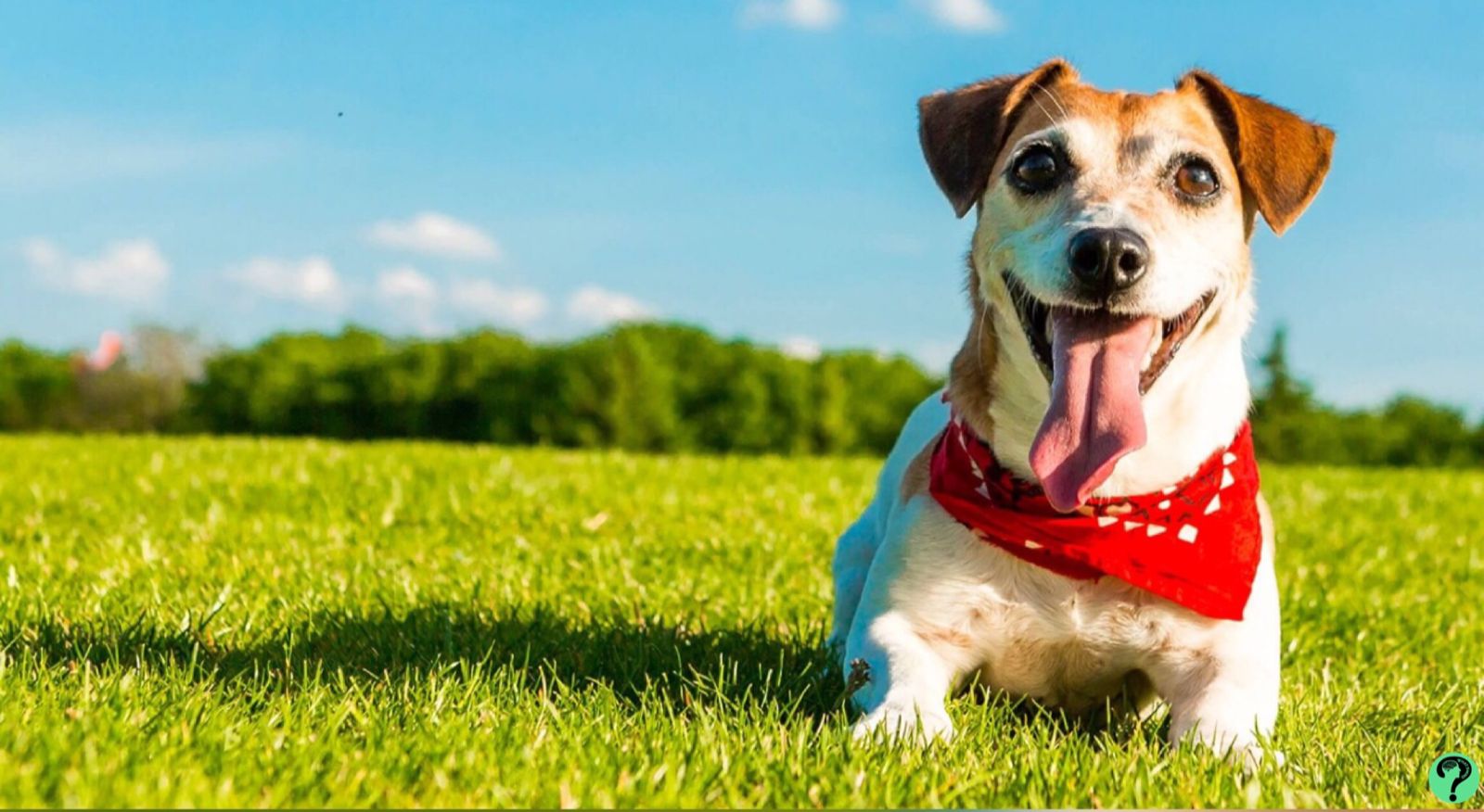 4 Tips for Keeping Your Dog Happy and Healthy 