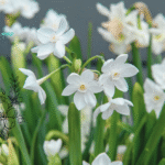 December Birth Flower: Tattoo, Holly, Narcissus and Significance