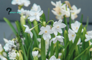 December Birth Flower: Tattoo, Holly, Narcissus and Significance