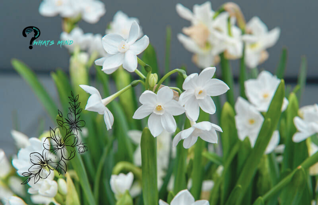 December Birth Flower: Tattoo, Holly, Narcissus and Significance
