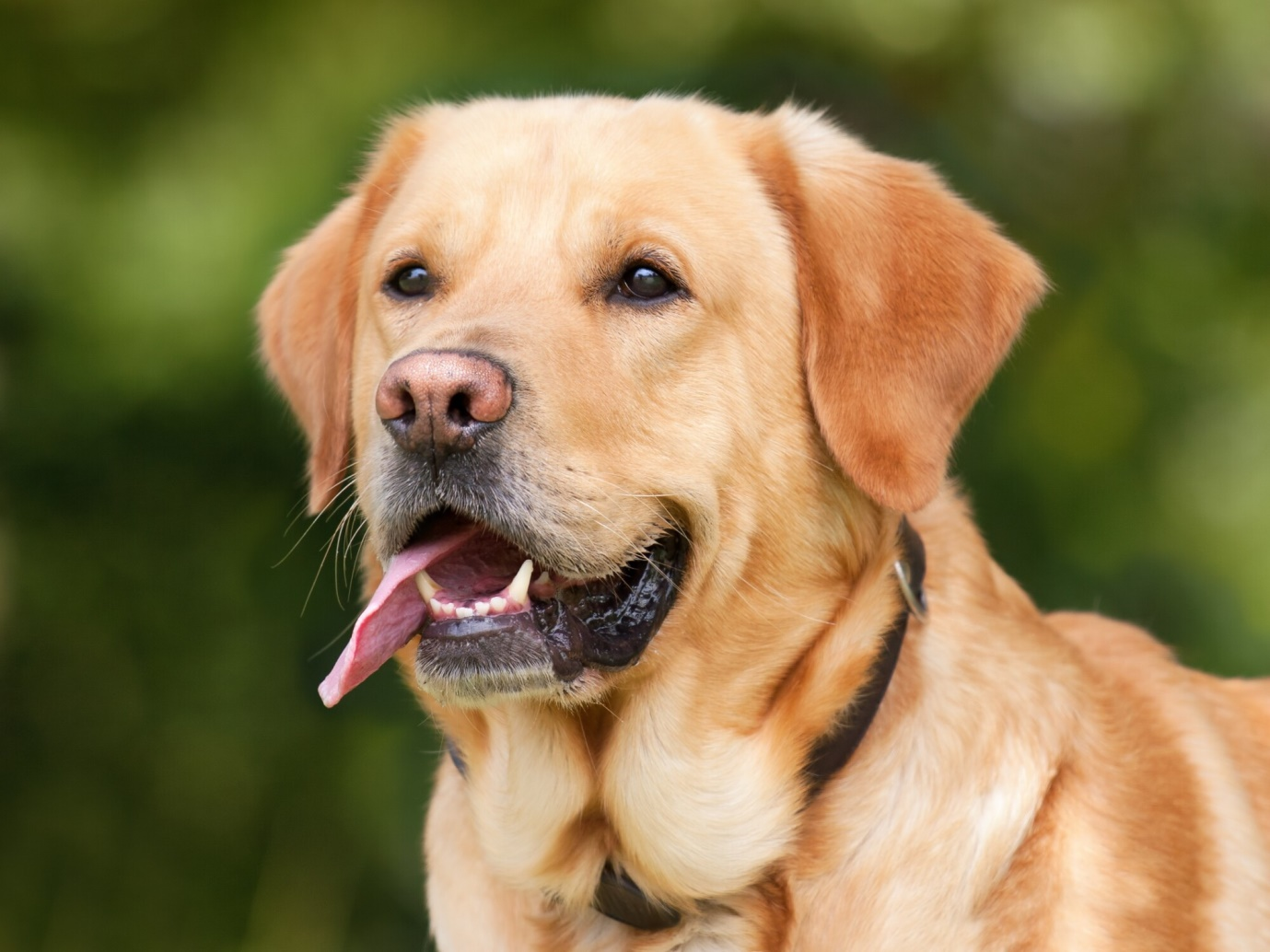 Labrador Retriever vs Golden Retriever: What Are the Differences?