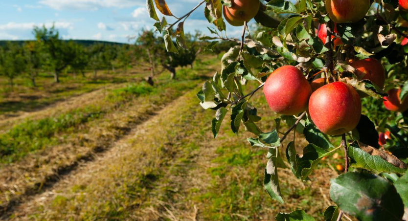 Apple Farm