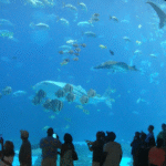 All You Need to Know About Dubai Aquarium 