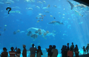 All You Need to Know About Dubai Aquarium