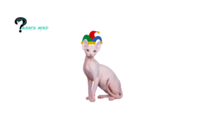 Where Does The Bingus Meme Originate From And What's Its Meaning Among Among Us Players?