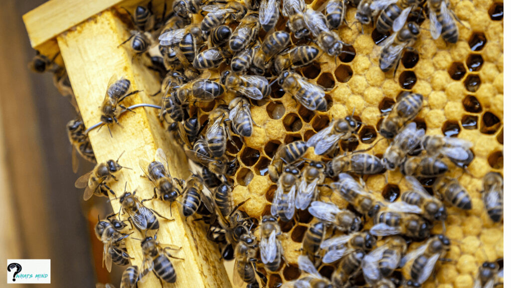 Saskatraz queen bees free shipping in USA