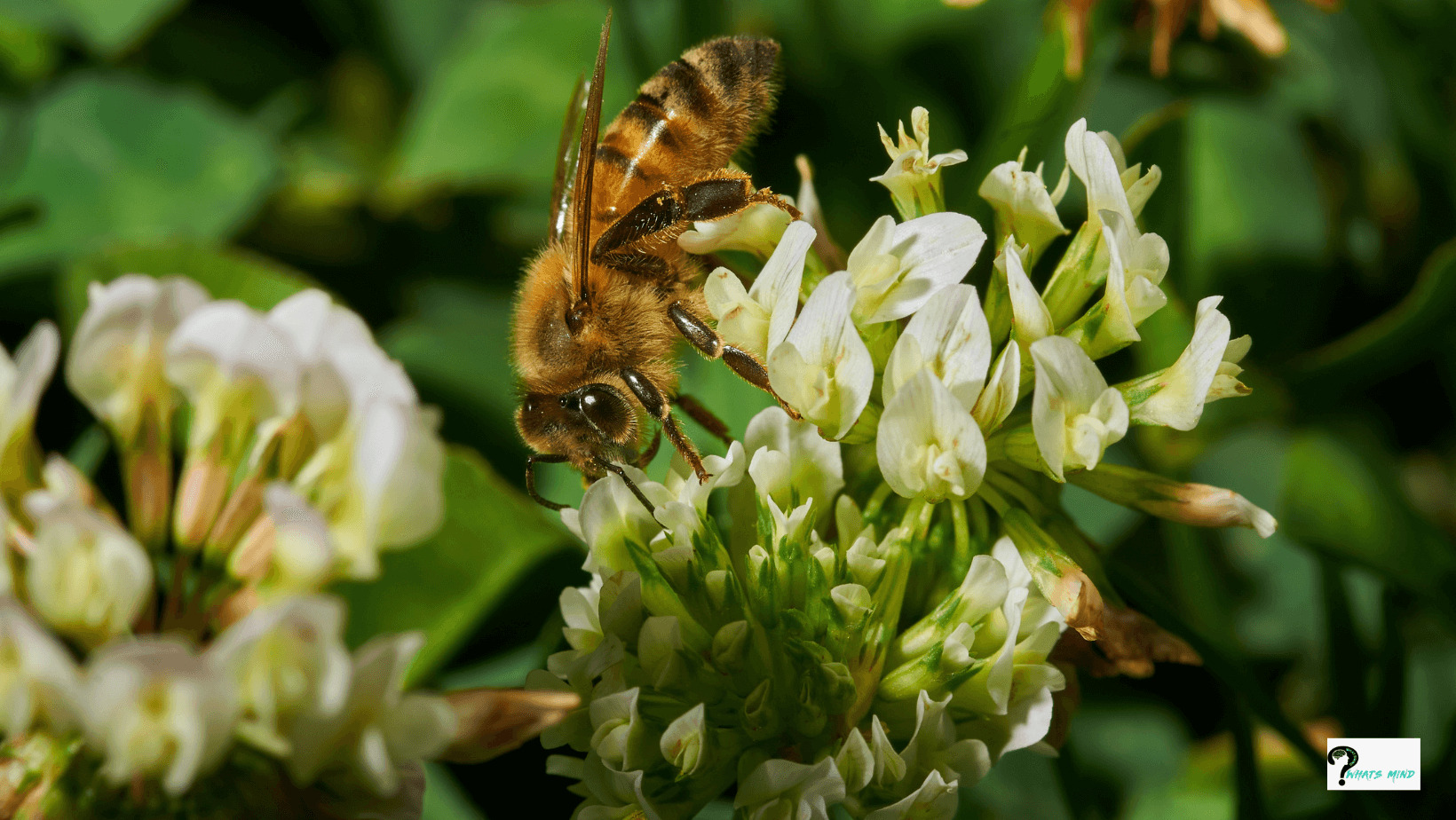 Saskatraz honey bee queen bees for sale free shipping united states where can I buy in the USA 