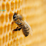 Saskatraz honey bee queen bees for sale free shipping united states where can I buy in the USA