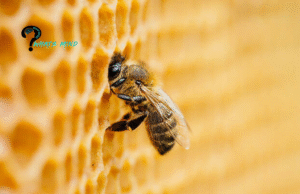 Saskatraz honey bee queen bees for sale free shipping united states where can I buy in the USA
