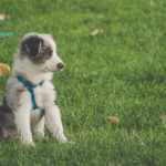 Australian Shepherd: Breed History, Appearance, Temperament, Maintenance & Health Issues