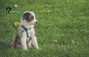 Australian Shepherd: Breed History, Appearance, Temperament, Maintenance & Health Issues