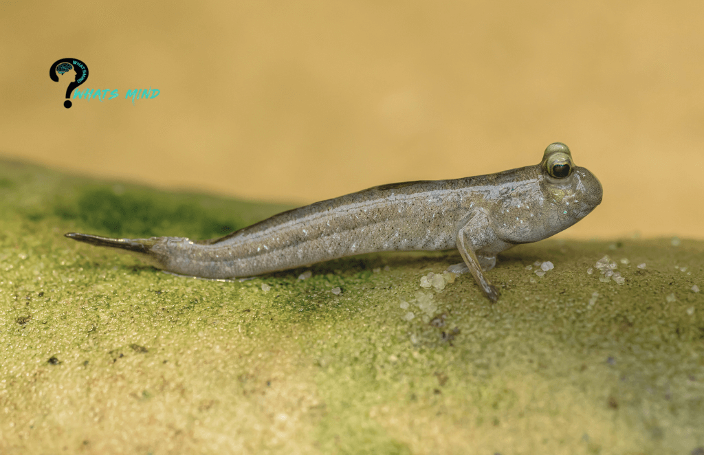 How to Keep a Mudskipper as a Pet Guide