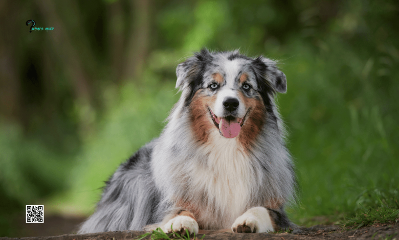 Australian Shepherd: Breed History, Appearance, Temperament, Maintenance & Health Issues