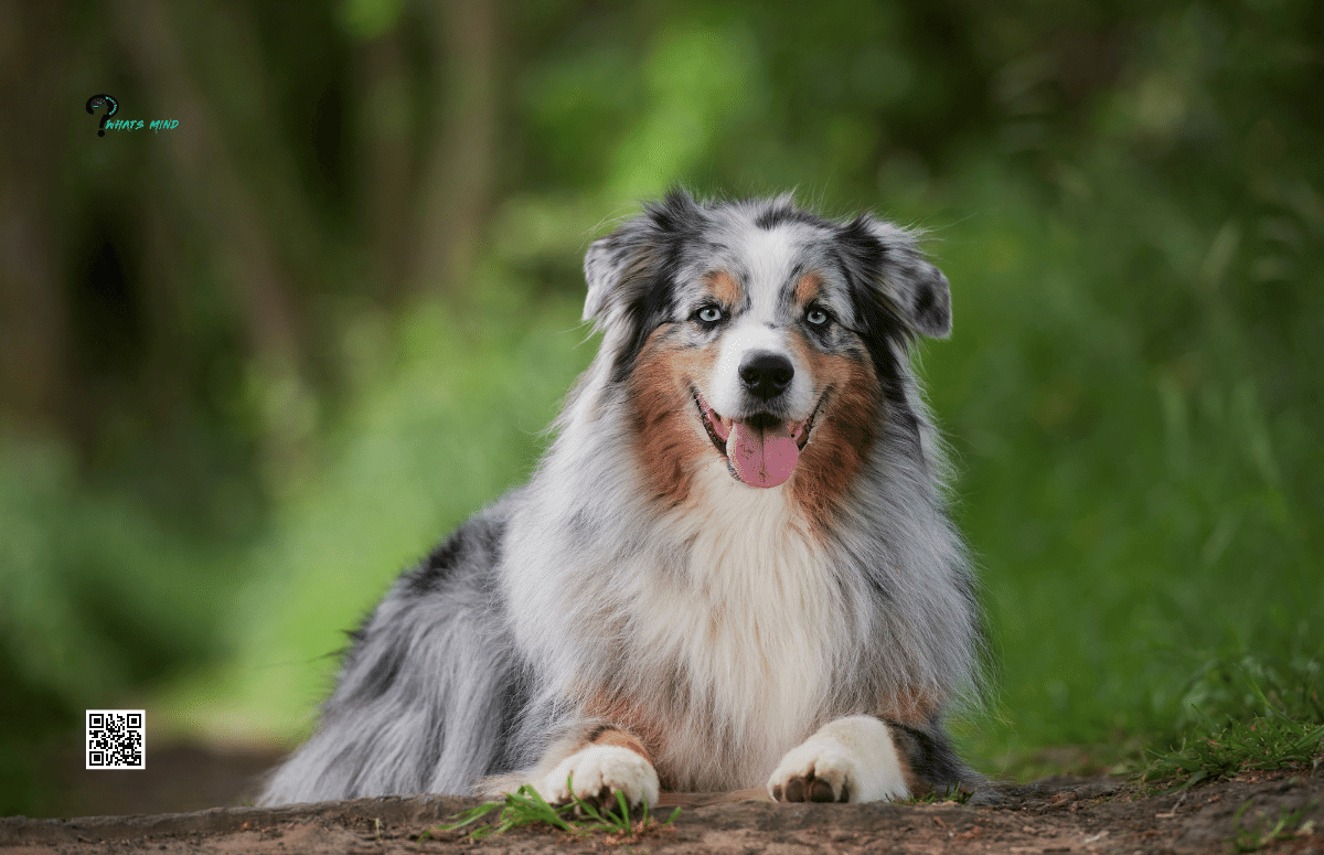 Australian Shepherd, Dog, Description, Summary, Temperament, & Facts