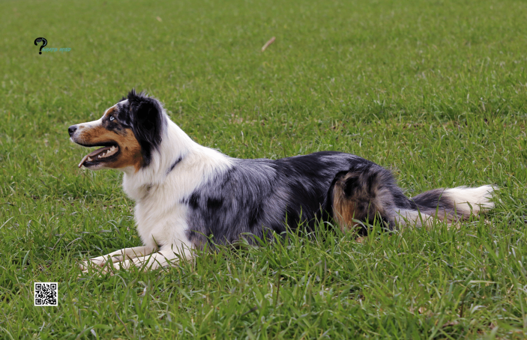 Australian Shepherd: Breed History, Appearance, Temperament, Maintenance & Health Issues