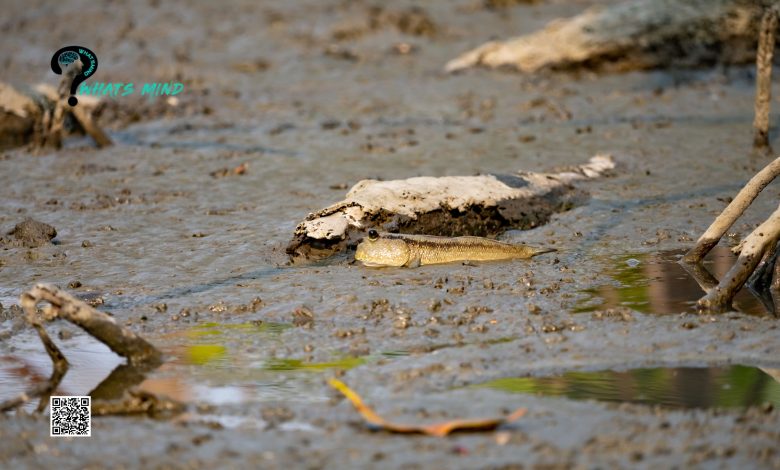 How to Keep a Mudskipper as a Pet Guide