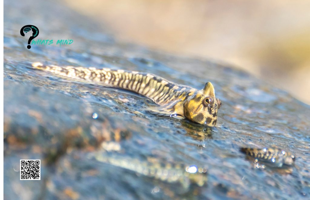 Can Mudskipper Live in a Tank with Other Pets or Animals?