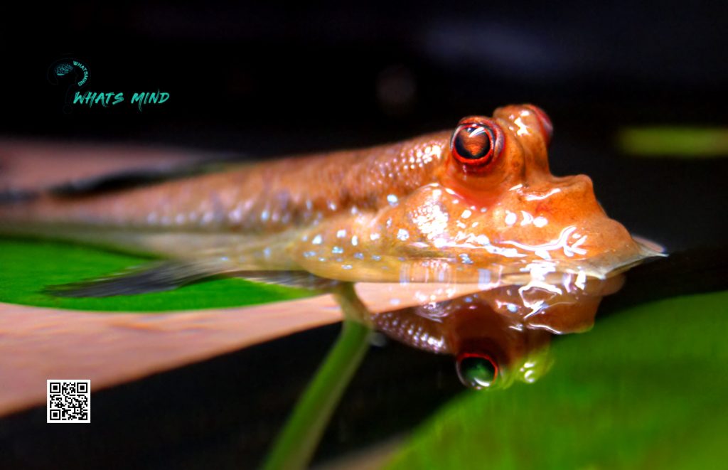 Can One Keep Plants with a Mudskipper? 