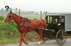 Amish Oil Change Meaning: Amish’s Lifestyle, History, Ritual, Impact, TikTok Slang, & Criticism 