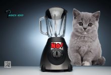 Who's the Preparator of Cat in Blender Video