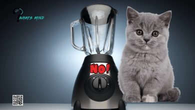 Who's the Preparator of Cat in Blender Video