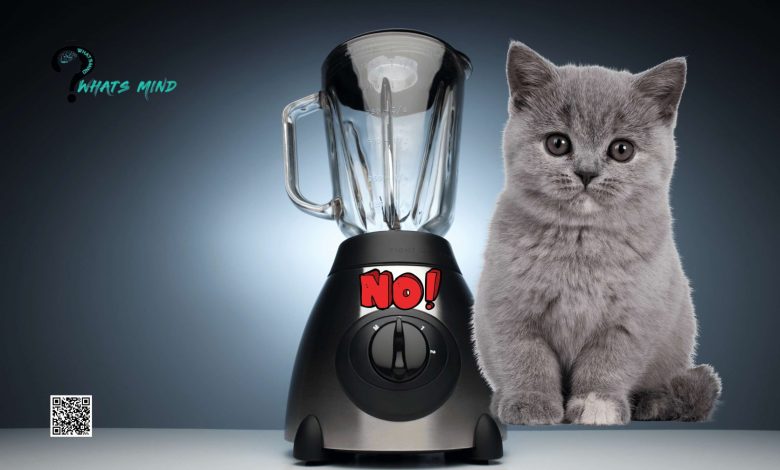 Who's the Preparator of Cat in Blender Video