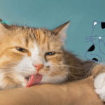 8 Different Reasons Why Does My Cat Lick Me