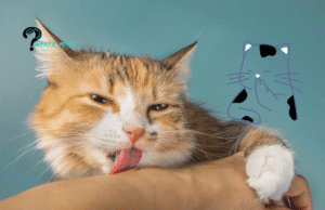 8 Different Reasons Why Does My Cat Lick Me
