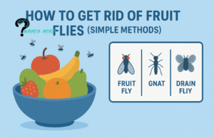 How To Get Rid Of Fruit Flies At Home? 4 Effective Ways & Identification of Fruit Flies