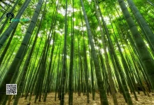 Bamboo is the Fastest Growing Plant on Earth