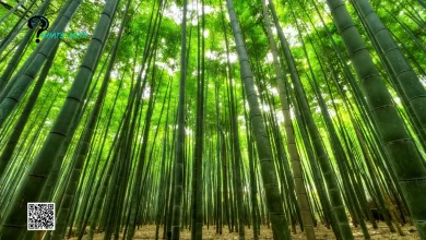 Bamboo is the Fastest Growing Plant on Earth