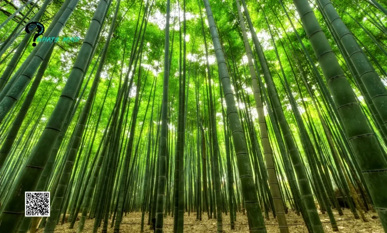 Bamboo is the Fastest Growing Plant on Earth