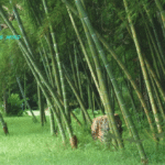 Bamboo is the Fastest Growing Plant on Earth