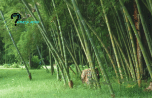 Bamboo is the Fastest Growing Plant on Earth