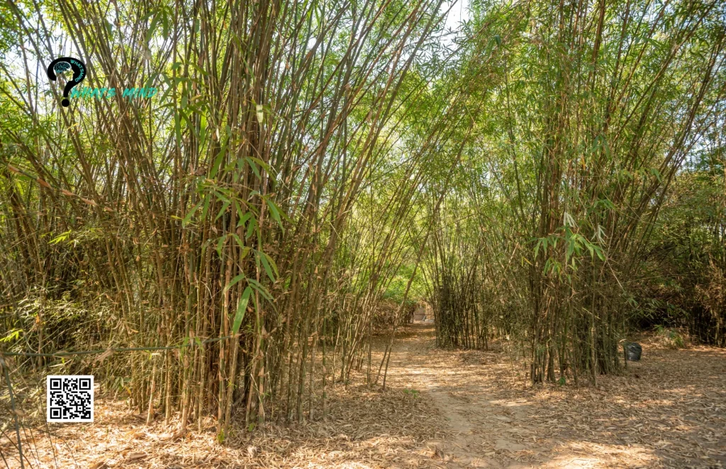 Mind-Blowing Growth Rate of Bamboo