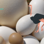 How Much is Ostrich Egg Protein? Breakdown of Nutrient Components in 1 Ostrich Egg