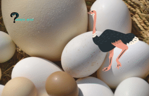 How Much is Ostrich Egg Protein? Breakdown of Nutrient Components in 1 Ostrich Egg