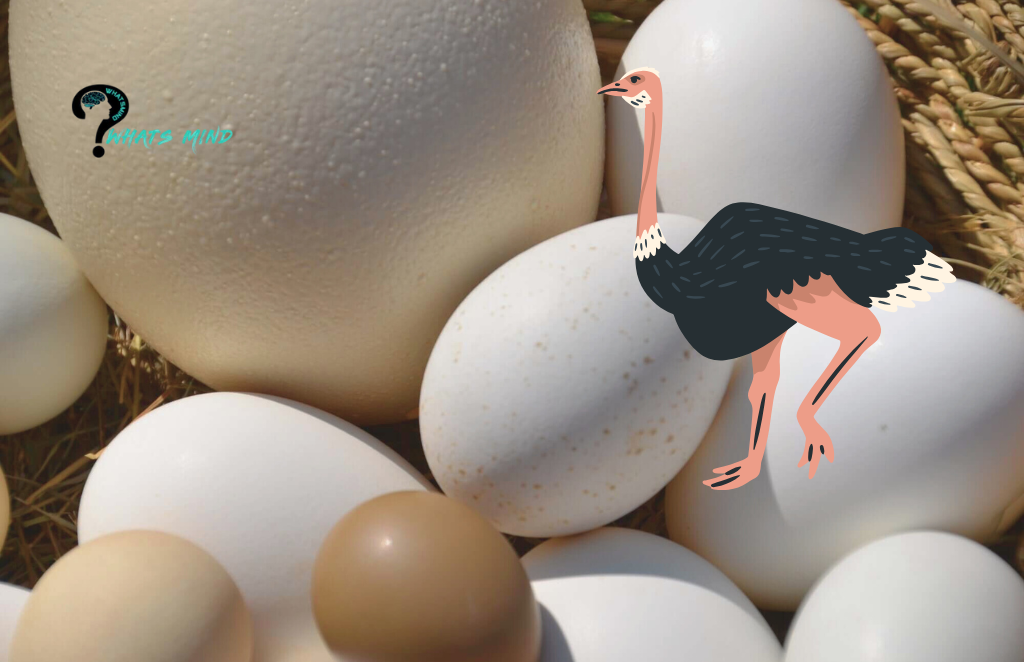 How Much is Ostrich Egg Protein? Breakdown of Nutrient Components in 1 Ostrich Egg