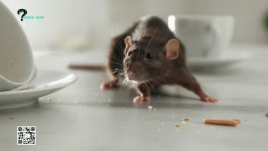 Rat Infestation: 5 Common Signs, Hideouts of Rats & Preventive Measures
